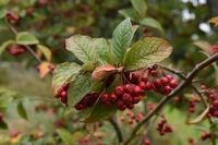 Cotoneaster bullatus