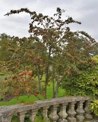 Cotoneaster (bullatus?)