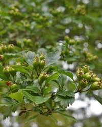 Crataegus laevigata