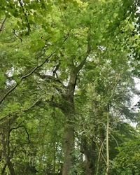 Fagus sylvatica