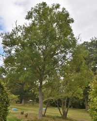 Fraxinus excelsior