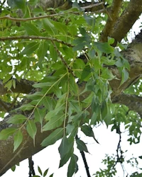 Fraxinus excelsior