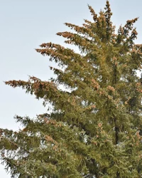Picea sitchensis