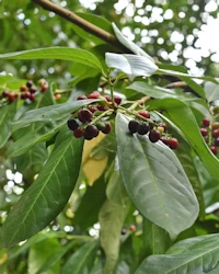 Cherry laurel