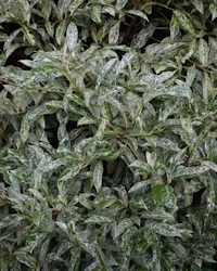 Prunus laurocerasus marbled white