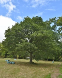 Quercus robur