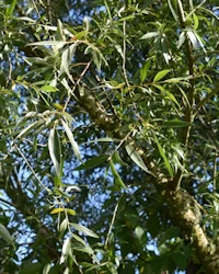Salix alba