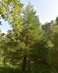 Sequoiadendron giganteum