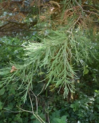 Giant redwood