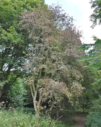 Sorbus aucuparia