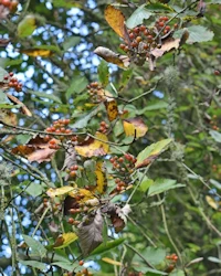 Sorbus aucuparia
