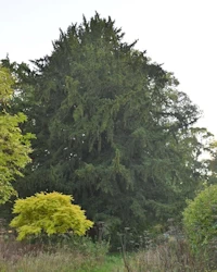 Taxus baccata