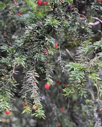 Taxus baccata