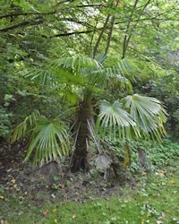 Trachycarpus fortunei
