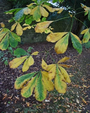 Aesculus