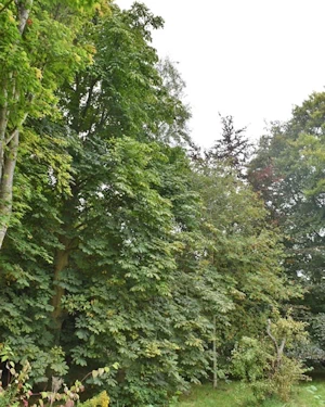 Aesculus hippocastanum
