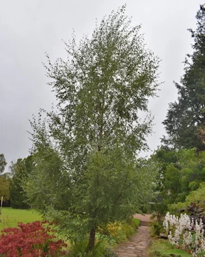 Betula pendula