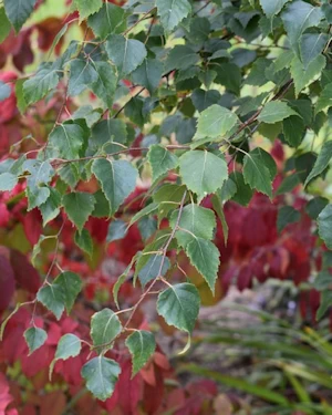 Betula pendula