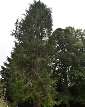 Lawson cypress