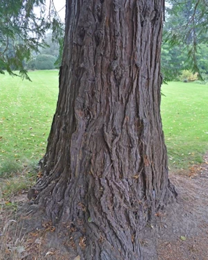 Lawson cypress