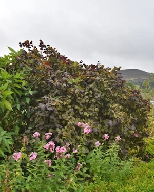 Corylus avellana