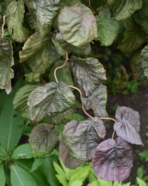 Corylus avellana