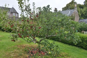 Malus domestica