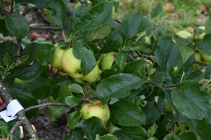 Malus domestica