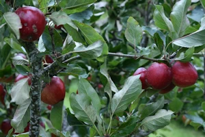 Malus domestica