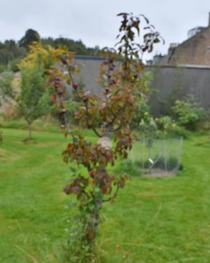 Malus Maypole