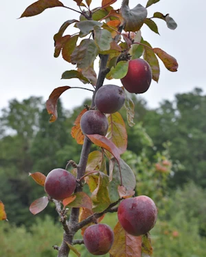 Malus Maypole