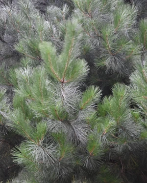 Pinus nigra