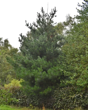 Pinus nigra