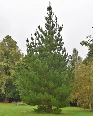 Pinus peuce