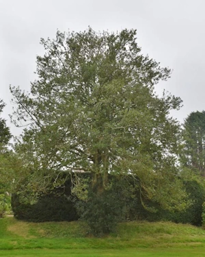 Quercus robur