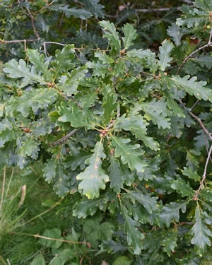 Quercus robur