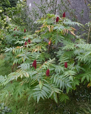 Rhus typhina