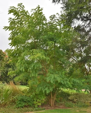 Robinia pseudoacacia