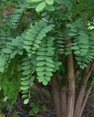Robinia pseudoacacia
