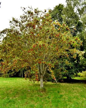 Sorbus aucuparia