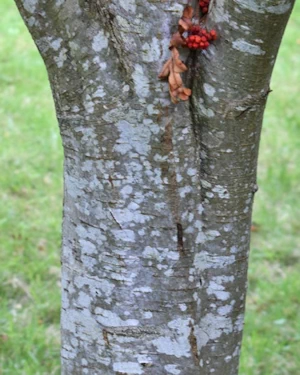Sorbus aucuparia
