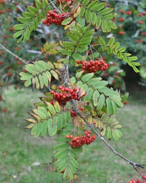 Sorbus aucuparia