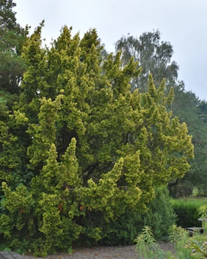 Taxus baccata aurea