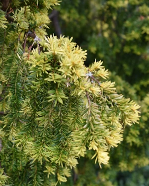 Taxus baccata aurea