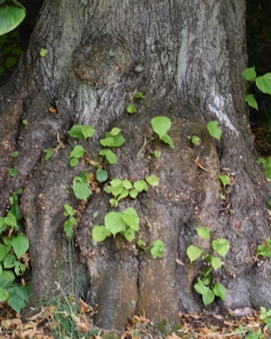 Tilia europaea