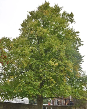 Tilia europaea