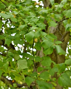 Tilia europaea