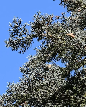 Abies procera