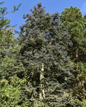 Abies procera