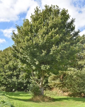 Acer pseudoplatanus